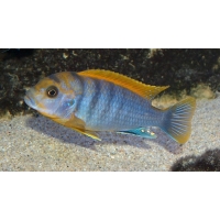 Labidochromis Hongi